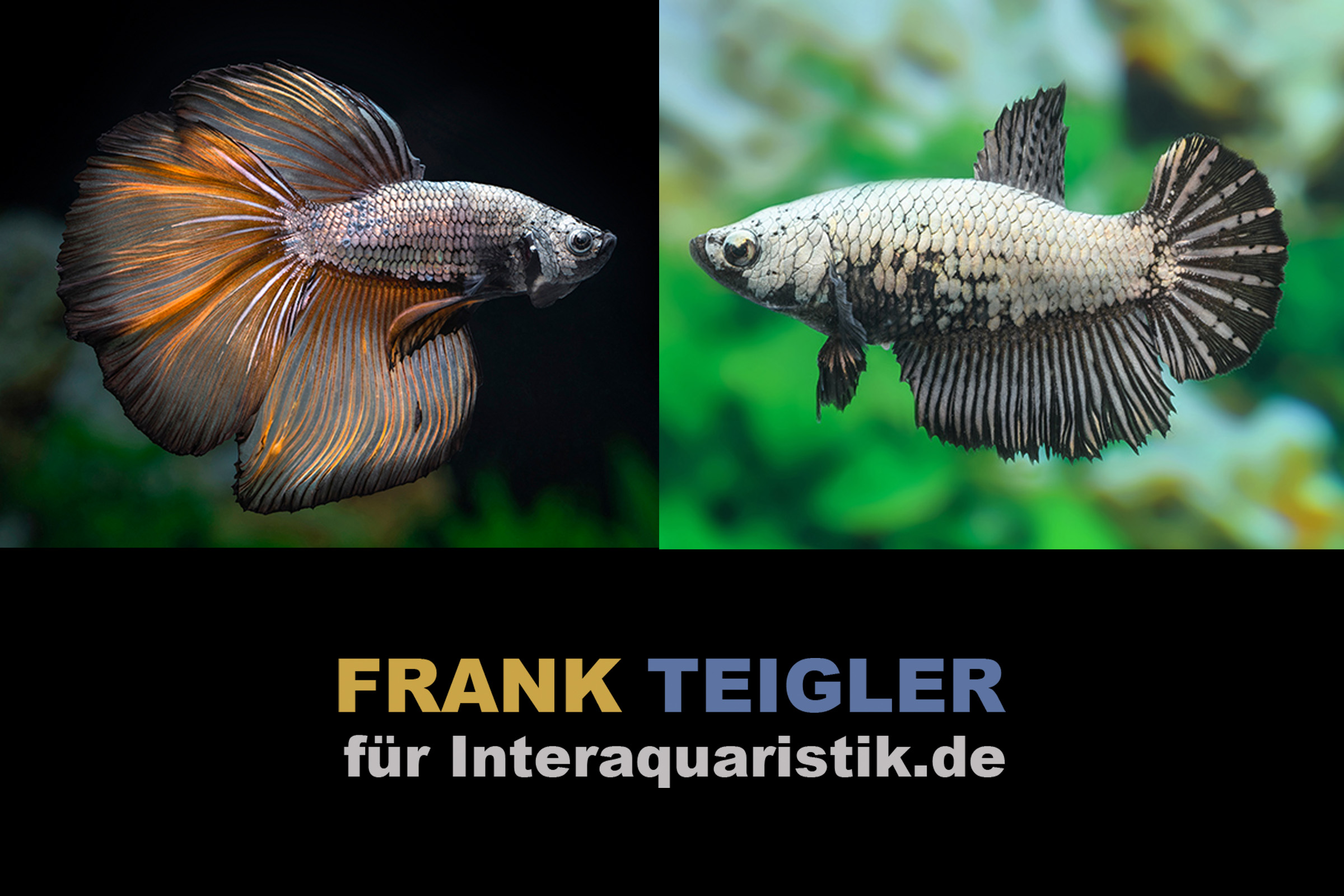 Paar: Halfmoon Kampffisch Copper, Betta splendens